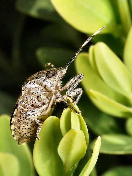 rhaphigastere nebulosa-02.jpg